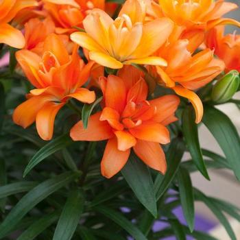 Asiatic Pot Lily 