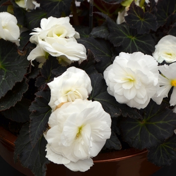Begonia, Nonstop®
