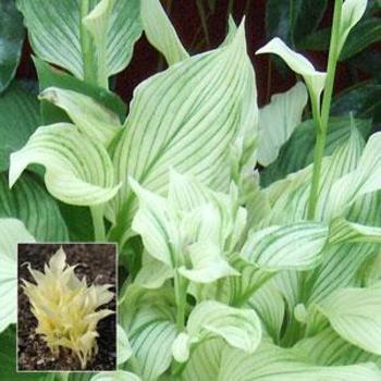 Plantain Lily Plantain Lily