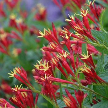 'Little Redhead' Indian Pink 'Little Redhead' Indian Pink