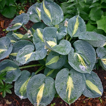 Plantain Lily Plantain Lily