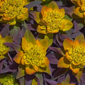 Cushion Spurge Cushion Spurge