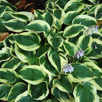 Plantain Lily Plantain Lily