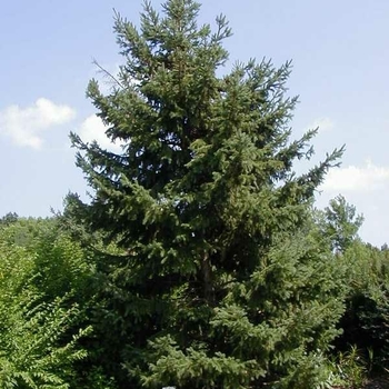 Black Hills Spruce Black Hills Spruce