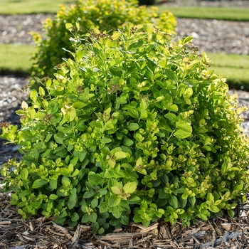 'Pink Sparkler™' Birchleaf Spirea 'Pink Sparkler™' Birchleaf Spirea