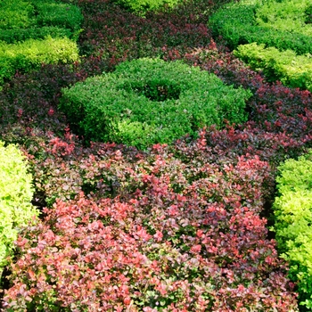 Japanese Barberry