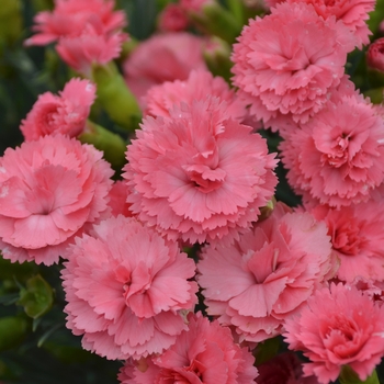Fruit Punch® 'Classic Coral' Fruit Punch® 'Classic Coral'