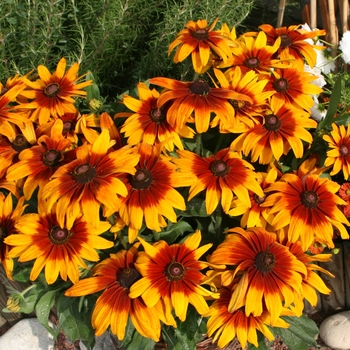 Redbeckia Redbeckia