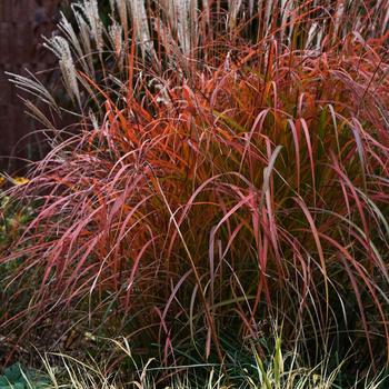 Maiden Grass Maiden Grass