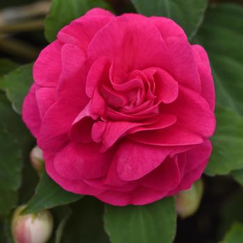 Glimmer™ Hot Pink Glimmer™ Hot Pink