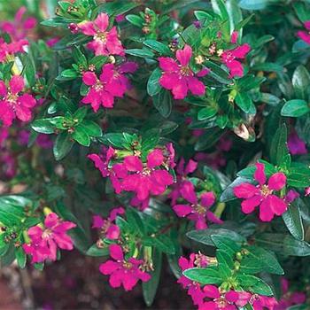 Cuphea (Mexican Heather)