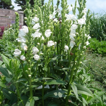 Obedient Plant Obedient Plant
