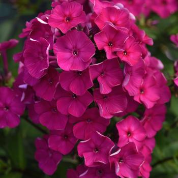 Garden Phlox