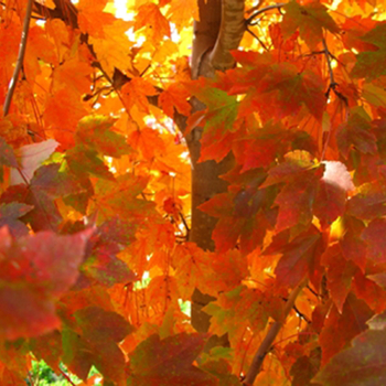 October Glory Maple