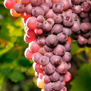 Grape