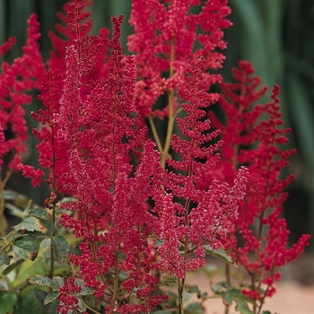 False Spirea False Spirea