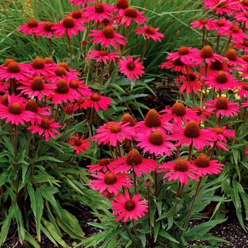 Coneflower Coneflower