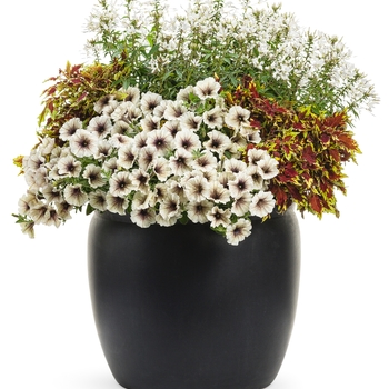 Supertunia® Latte Supertunia® Latte