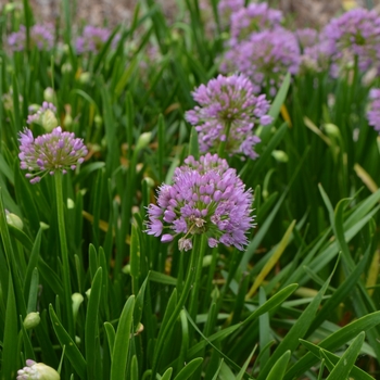 Ornamental Onion Ornamental Onion