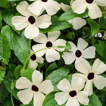 'Coconut A-Peel®' Black-Eyed Susan Vine