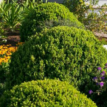 Baby Gem™ Boxwood Baby Gem™ Boxwood