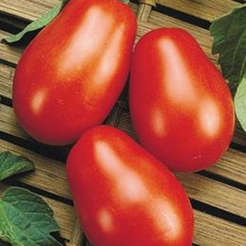 Tomato Tomato