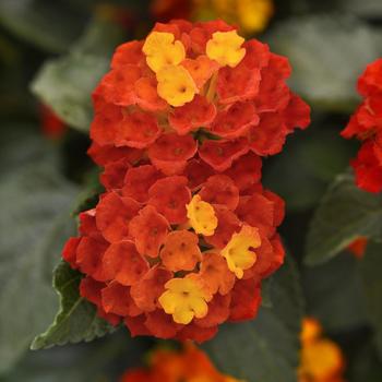 Lantana Lantana