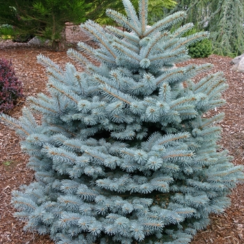 Blue Spruce