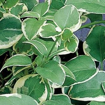 Variegated Vinca Vine Variegated Vinca Vine