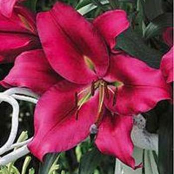 Oriental Trumpet Lily
