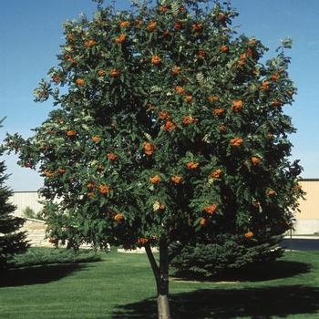 'Cardinal Royal®' Mountain Ash 'Cardinal Royal®' Mountain Ash