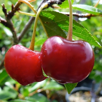 Cherry, Bush