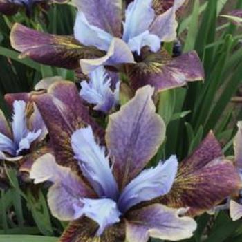 Siberian Iris Siberian Iris