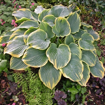 Plantain Lily