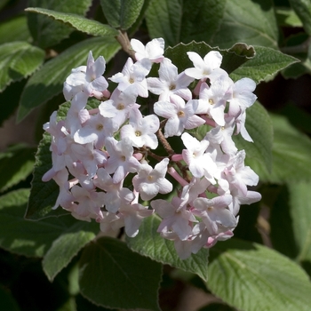 Korean Spice Viburnum