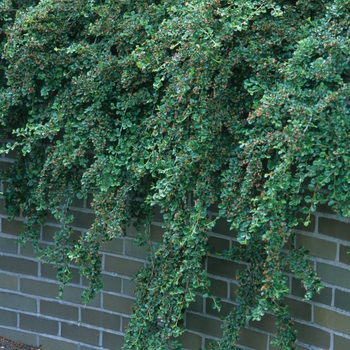 Cranberry Cotoneaster Cranberry Cotoneaster