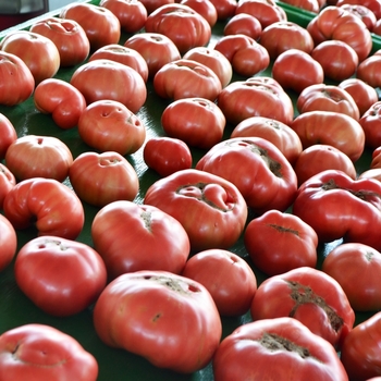 Tomato Tomato