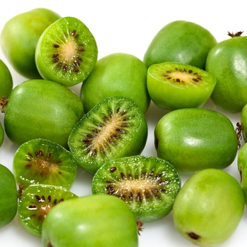 Kiwi Kiwi
