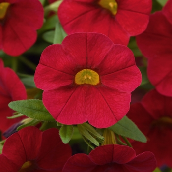 Cabaret® Red Cabaret® Red