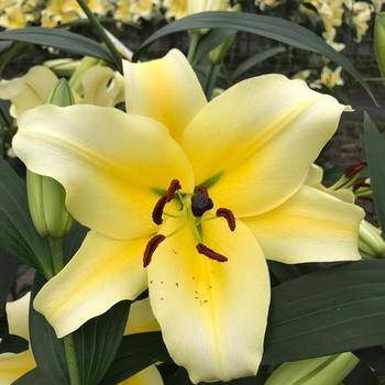 Oriental Trumpet Lily Oriental Trumpet Lily