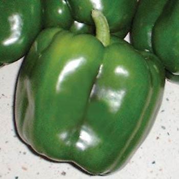 Pepper, Sweet Bell Pepper, Sweet Bell
