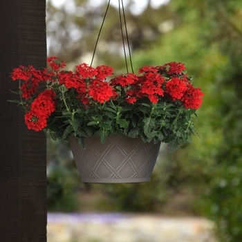 Verbena Verbena