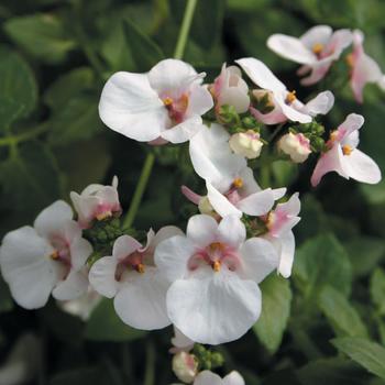 Piccadilly Appleblossom Piccadilly Appleblossom