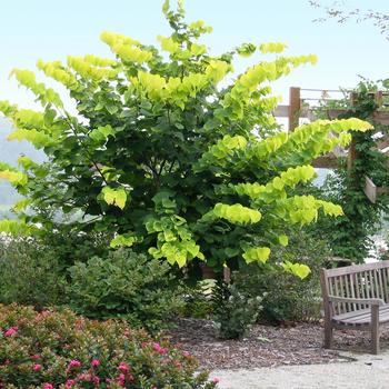 'Hearts of Gold' Redbud 'Hearts of Gold' Redbud