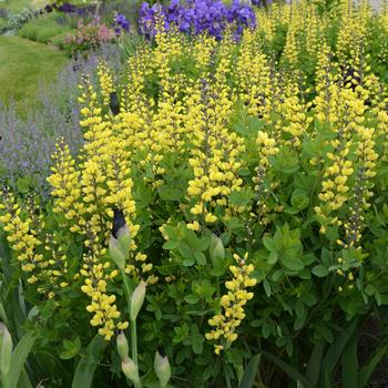 Decadence® 'Lemon Meringue' Decadence® 'Lemon Meringue'