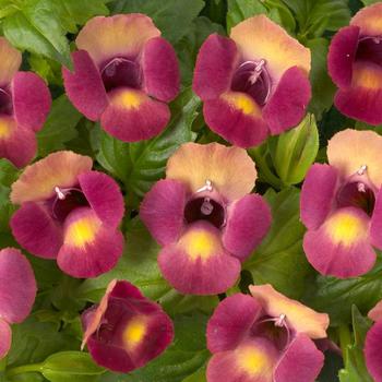 Magenta Moon™ Wishbone Flower Magenta Moon™ Wishbone Flower