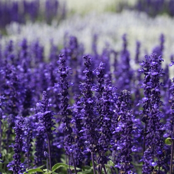 Salvia Salvia