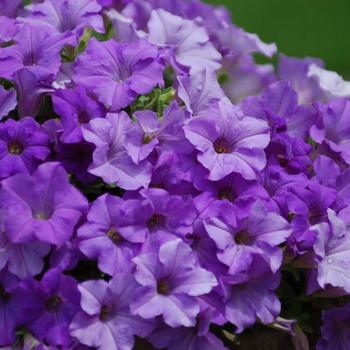 Surfinia® 'Heavenly Blue' Surfinia® 'Heavenly Blue'