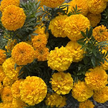 Taishan&reg; Gold