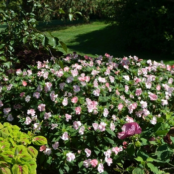 SunPatiens&reg; Blush Pink